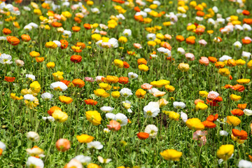 Flower meadow with colorful poppy flowers - 780825590