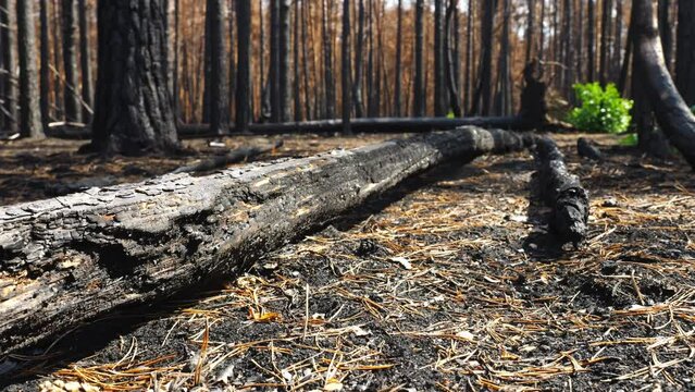 wildfires in spring. forest after wildfire, wildfire ash, burnt trees. burnt timber. global loss of timber-producing forest due to wildfires. environmental problems, climate change, deforestation 