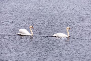 Kleiner Zwischenstop am wunderschönen Märchenschloss von Moritzburg bei Dresden - Sachsen - Deutschland