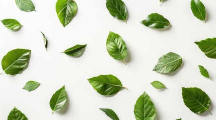 Vibrant collection of fresh green leaves haphazardly scattered on a clean white background, with rich detail, visible veins and natural texture