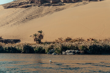 Green oasis on the banks of the Nile