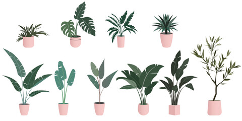 House plants in pink pots for design. A set of monstera, sansevieria, banana palm, ficus and ropalostylis in pots. Vector illustration