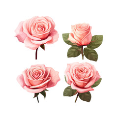 Roses. Set of three pink rose flowers isolated on a white background. Vector illustration