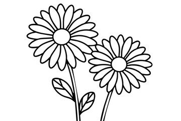daisy flower illustration