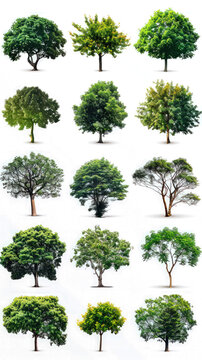 set of green trees isolated on transparent or white background, tree collection shapes cutout PNG