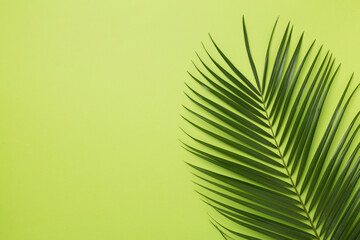 Obraz premium Green palm leaves on color background, top view