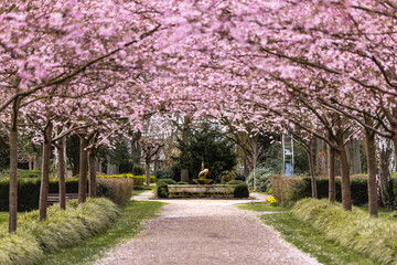 Kirschblüte in Kiel auf dem Friedhof Eichhof