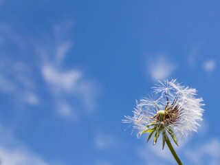 Blue sky, white clouds and dandelion background
