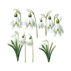 Fototapeta na wymiar Watercolor snowdrop flower set. Vector illustration design