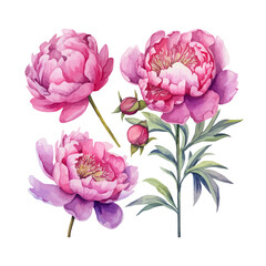 peony flower set watercolor illustration