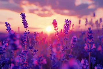 Rollo A beautiful field of purple flowers with the sun setting in the background. Perfect for nature or landscape backgrounds © Fotograf