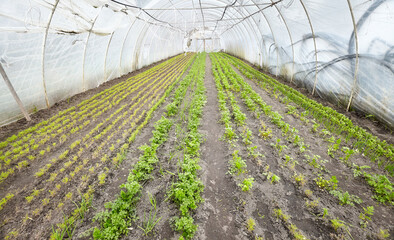 Vegetables in an organic greenhouse plantation - 780835141