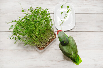 Amazon parrot at a tray with fresh microgrowth sprouts