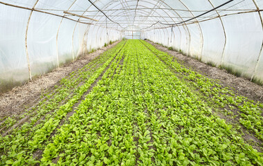 Vegetables in an organic greenhouse plantation.