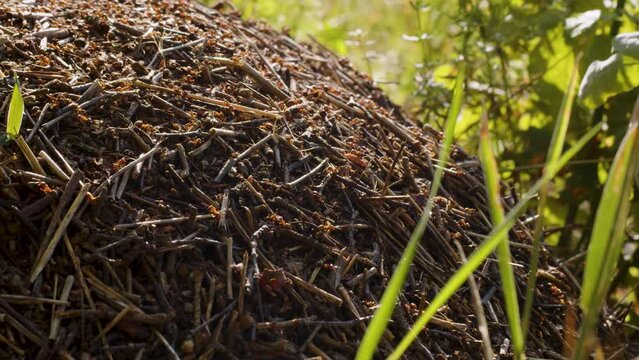 Red ants and the anthill