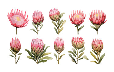 watercolor protea clipart for graphic resources