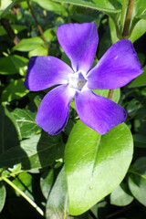 Purple vinca major or large periwinkle flower