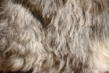 Close up on grey hair dog