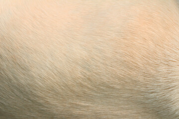 Close up on white hair dog