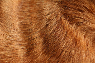 Close up on caramel hair dog