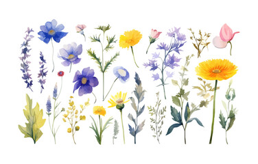 Watercolor floral illustration set вЂ“ Wildflowers: summer flower, blossom, poppies, chamomile, dandelions, cornflowers, lavender, violet, bluebell, clover, buttercup, butterfly.