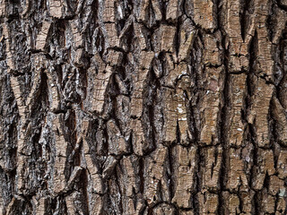 Rough, grooved, cracked monochrome texture of the bark of an old tree. Ridges and furrows running...