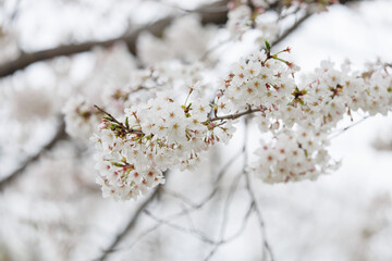 満開の桜 ソメイヨシノ