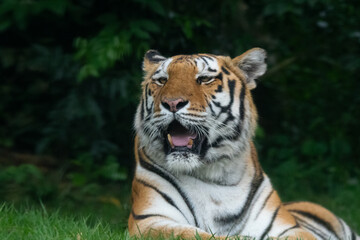 Tigre 2