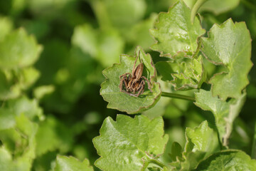 Pisaure admirable (Pisaura mirabilis)
Pisaura mirabilis in its natural element
