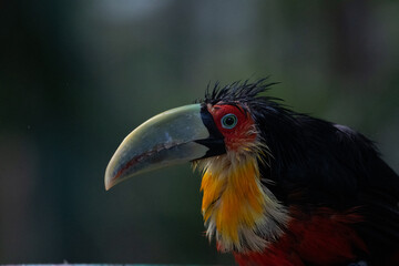 Tucano do bico verde