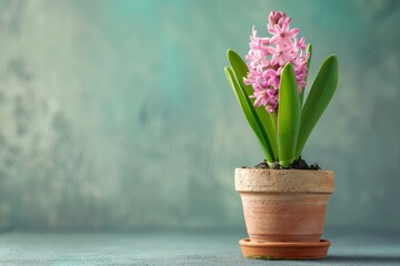 Pink hyacinth in pot