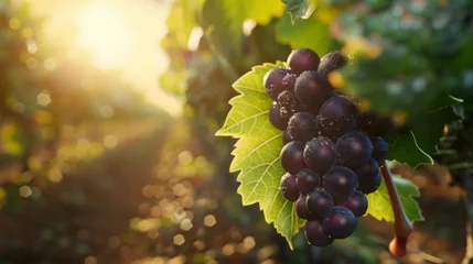  Sun-Kissed Grapes in Vineyard © MP Studio