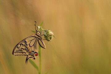 una farfalla macaone su un fiore