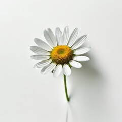  daisy flower on white