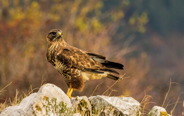 Common Buzzard in natural habitat