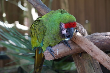Laut schreiender Soldatenara, exotischer tropischer Papagei mit grünen Federn, sitzt mit weit geöffneten Schnabel auf dem Ast eines Baumes