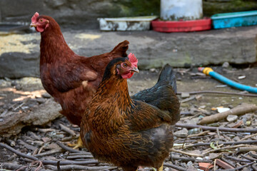Two chickens, black and red in freedom