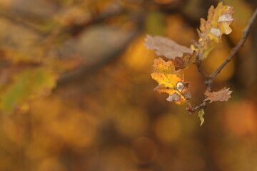 foglie di quercia nel bosco in autunno