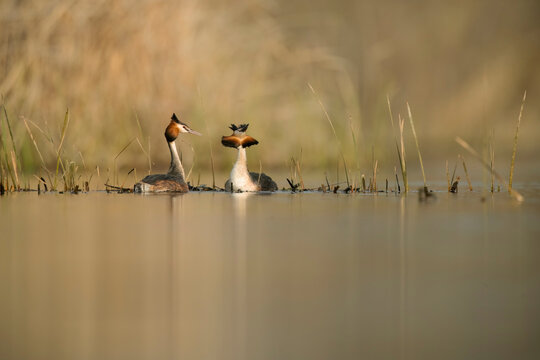 Courtship display of Great Crested Grebes in a wetland habitat