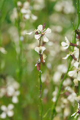 キバナスズシロ　ルッコラの花