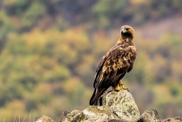 Action photography of Golden Eagle