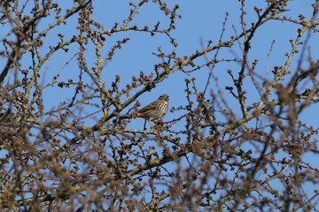 Pipit farlouse (Anthus pratensis)
Anthus pratensis in its natural element
