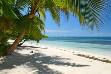 Serene Tropical Beach Paradise with Palm Trees and Relaxing Atmosphere