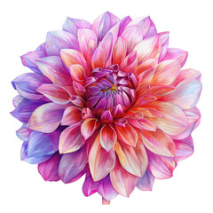 Vibrant flower on transparent background, Daisy family in magenta and peach hues