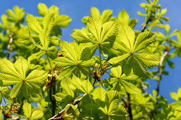 green leaves in the sun - 780847707