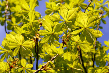green leaves in the sun - 780847743