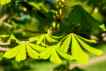 green leaves in the sun - 780847783