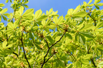 green leaves in the sun - 780848120