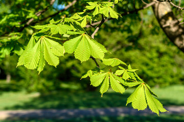 green leaves in the sun - 780848141