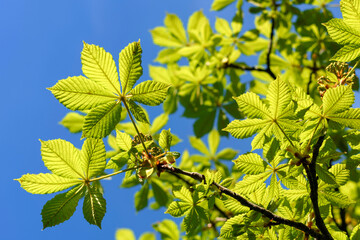green leaves in the sun - 780848189